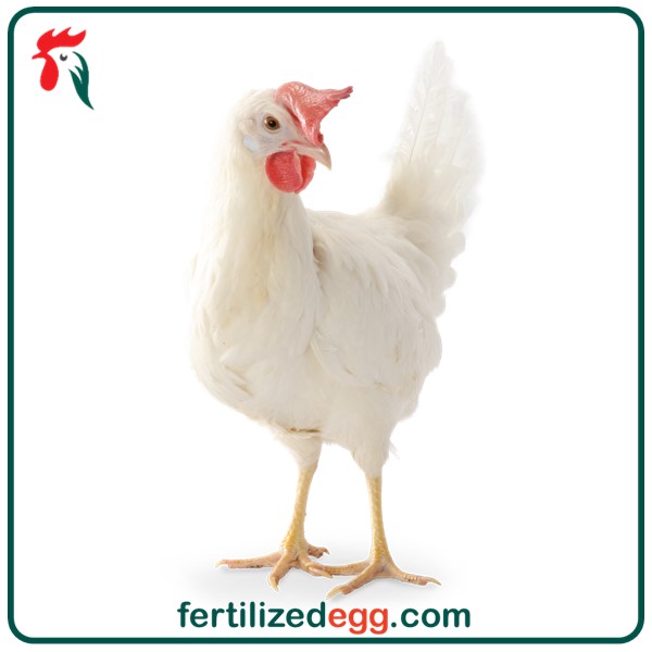 تخم نطفه دار مرغ نژاد ال اس ال lsl